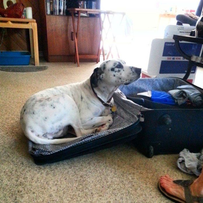 Чому власникам тварин варто перевіряти валізи перед відпусткою - фото 5