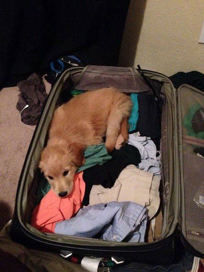 Чому власникам тварин варто перевіряти валізи перед відпусткою - фото 3
