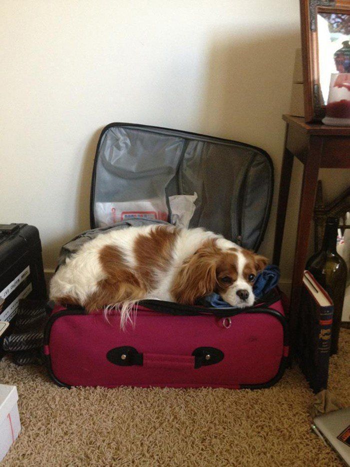 Чому власникам тварин варто перевіряти валізи перед відпусткою - фото 4