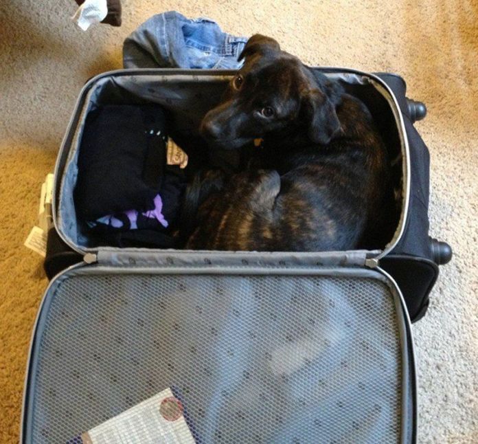 Чому власникам тварин варто перевіряти валізи перед відпусткою - фото 1