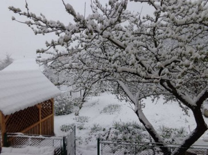 У мережі з'явились фото квітневого снігу на Закарпатті - фото 5