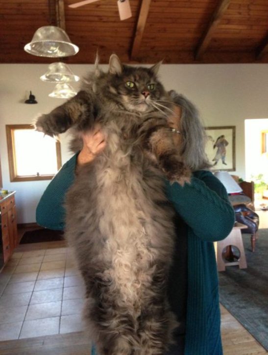 Як шокуюче виглядають коти-велетні - фото 7