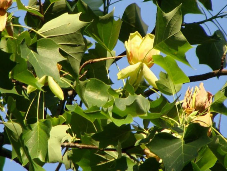 На Черкащині розцвіло незвичайне дерево - фото 1
