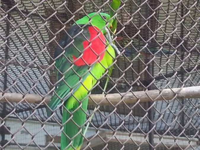 На Закарпатті є унікальний птахопарк, де можна купити папугу за 15 тисяч гривень - фото 3