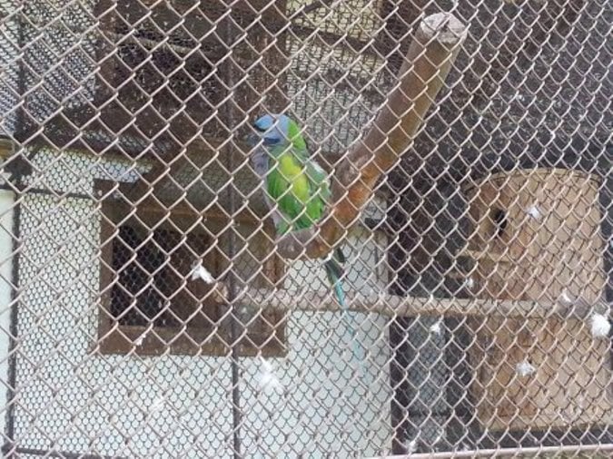 На Закарпатті є унікальний птахопарк, де можна купити папугу за 15 тисяч гривень - фото 1