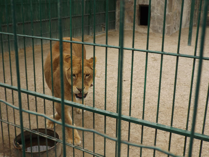 Тваринний світ бердянського зоопарку поповнили тигр, ведмеді та мавпеня - фото 14