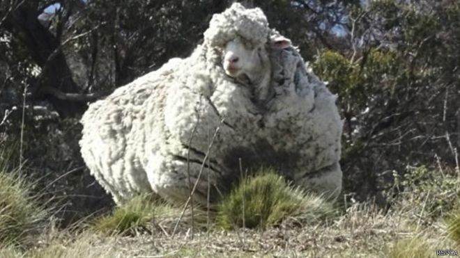 Австралійська вівця встановила світовий рекорд ( ФОТО, ВІДЕО) - фото 1