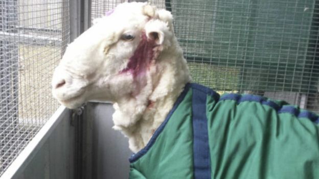 Австралійська вівця встановила світовий рекорд ( ФОТО, ВІДЕО) - фото 2