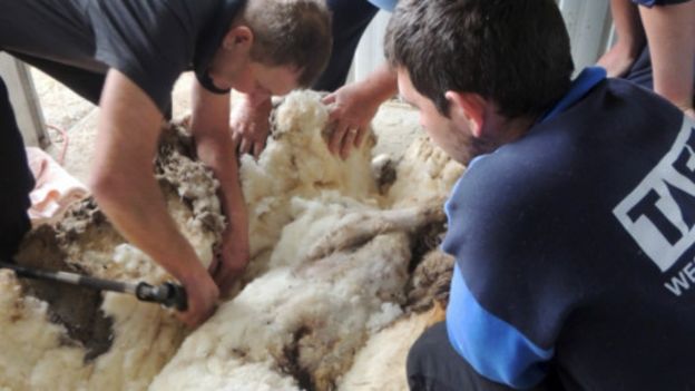 Австралійська вівця встановила світовий рекорд ( ФОТО, ВІДЕО) - фото 3