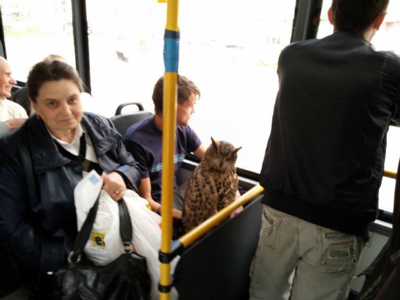 "Екстравагантні пасажири": У столичному тролейбусі катається сова (ФОТОФАКТ) - фото 1
