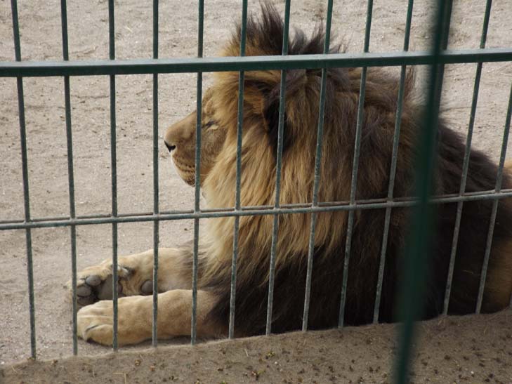 Тваринний світ бердянського зоопарку поповнили тигр, ведмеді та мавпеня - фото 15