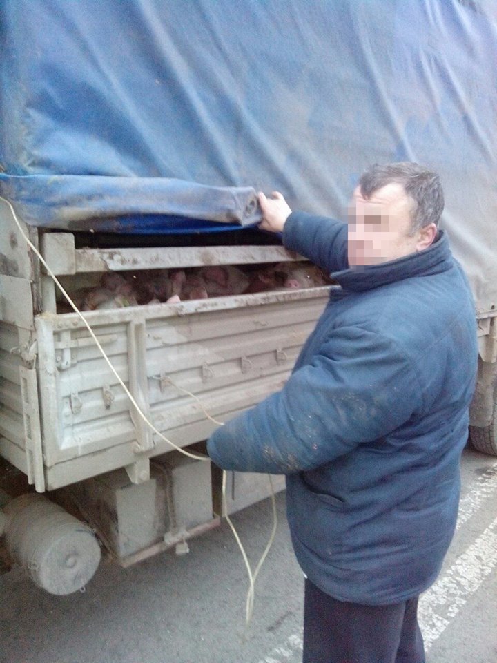На Донеччині намагались "непомітно" провезти в окупацію близько сотні свиней (ФОТО) - фото 1