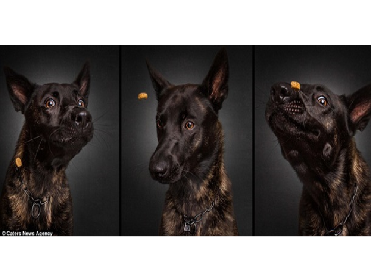 10 зворушливих моментів, коли собака виглядає емоційно - фото 9