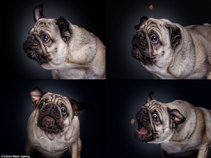 10 зворушливих моментів, коли собака виглядає емоційно - фото 7