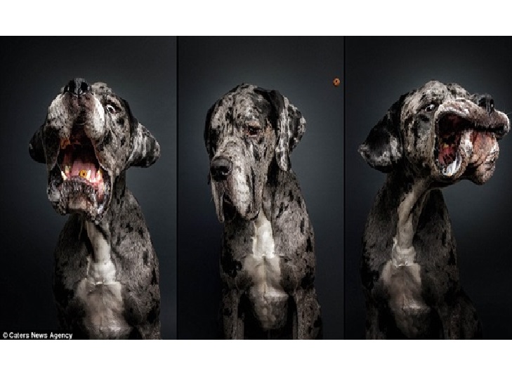 10 зворушливих моментів, коли собака виглядає емоційно - фото 4