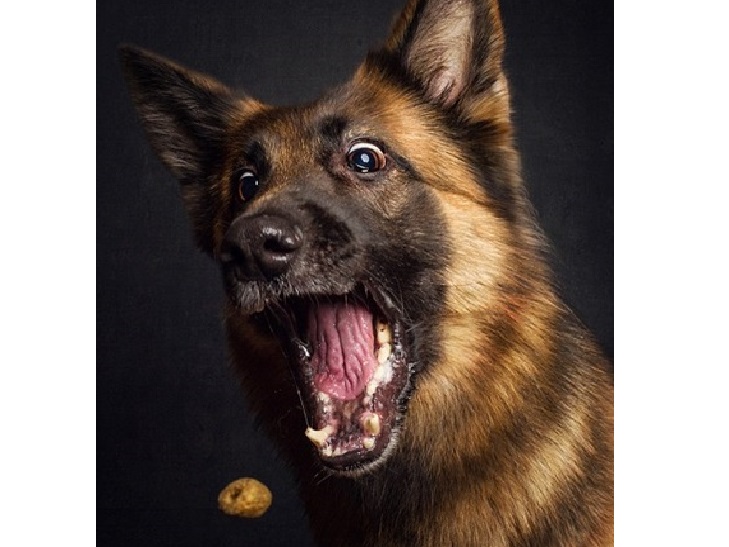 10 зворушливих моментів, коли собака виглядає емоційно - фото 6