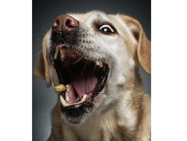 10 зворушливих моментів, коли собака виглядає емоційно - фото 3