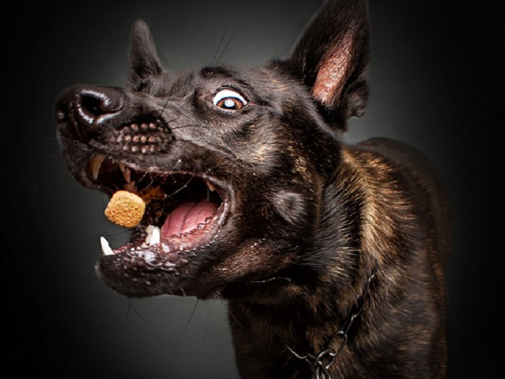 10 зворушливих моментів, коли собака виглядає емоційно - фото 2
