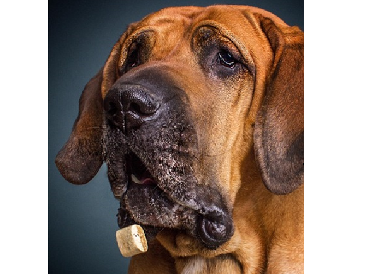 10 зворушливих моментів, коли собака виглядає емоційно - фото 1