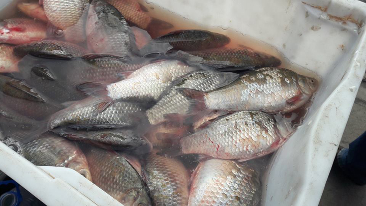У Конотопі торгують "дохлою" рибою - фото 3