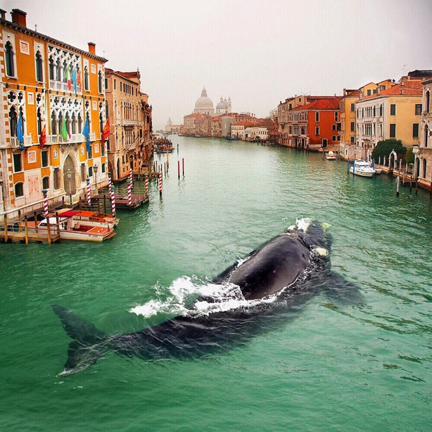 У води італійської Венеції заплив заблукавший кит - фото 1