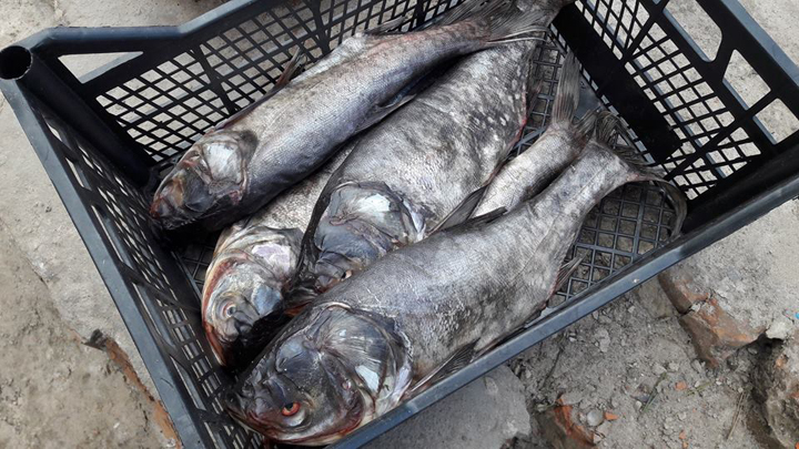 У Конотопі торгують "дохлою" рибою - фото 2
