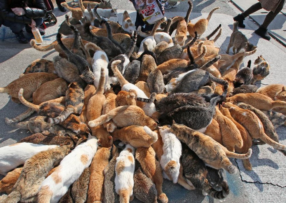 ТОП-10 самых кошачьих мест в мире - фото 6