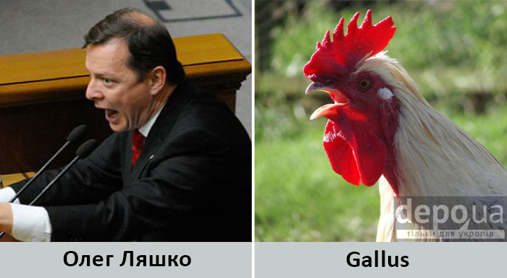 Політики та тварини: Які звіри сплять в Яценюкові, Ляшку і Парасюку - фото 2