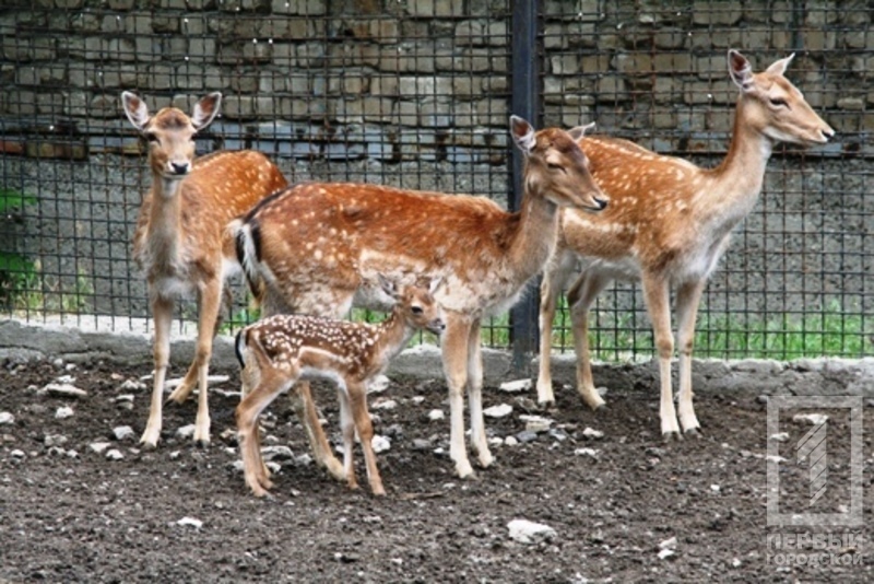 В одеському зоопарку народилися дитинчата лані - фото 2