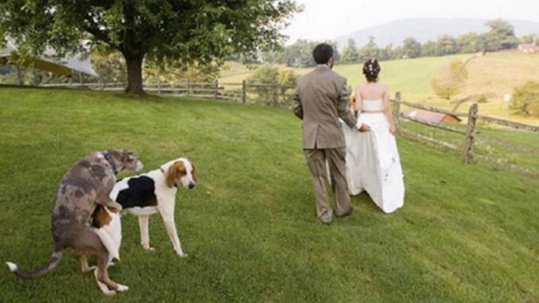 10 весільних знімки, за які молодята ще не раз почервоніють (ФОТО) - фото 10