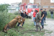 На Вінниччині коня рятували з каналізації - фото 1