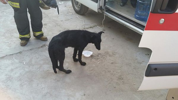 Як "азовці" врятували собаку з палаючої нафтобази (ФОТОФАКТ) - фото 2