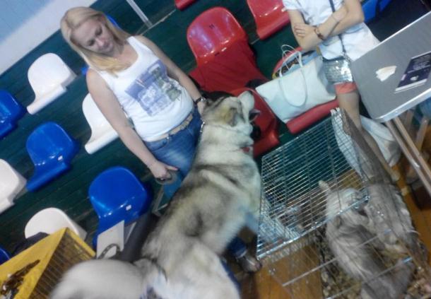В Ужгороді змагалися кращі собаки Закарпаття - фото 1
