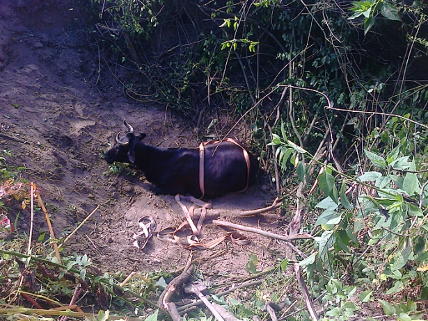 На Ужгородщині витягали з ями тільну корову - фото 2