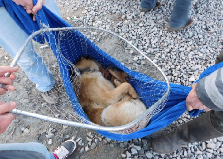 Щоб врятувати бездомного собаку, черкащани викликали рятувальників з Києва - фото 1