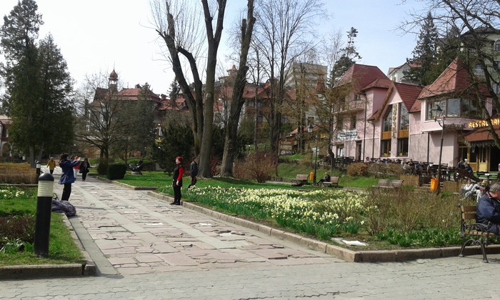 На Львівщині заквітли нарциси - фото 4