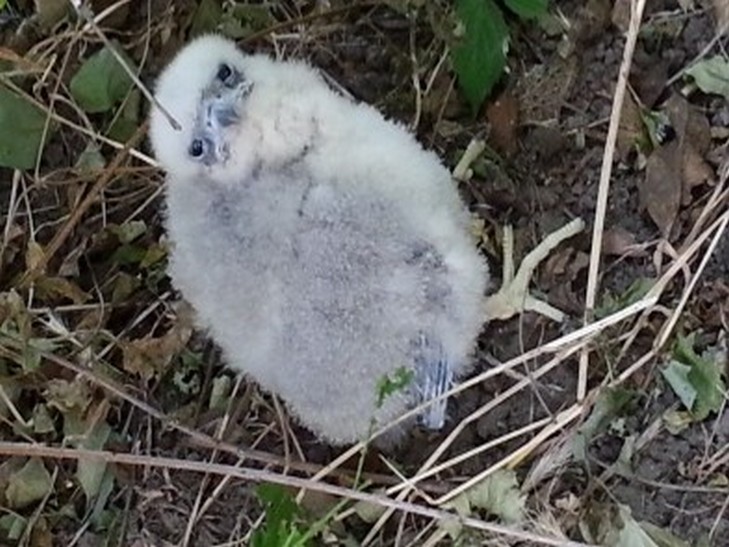 В Одесі знайшли та врятували пташеня яструба - фото 1
