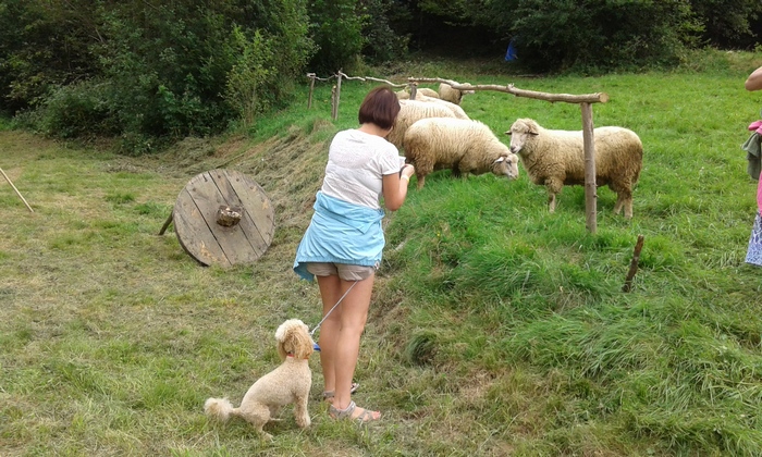 Як пудель ревнує господиню до овець (ФОТО) - фото 2