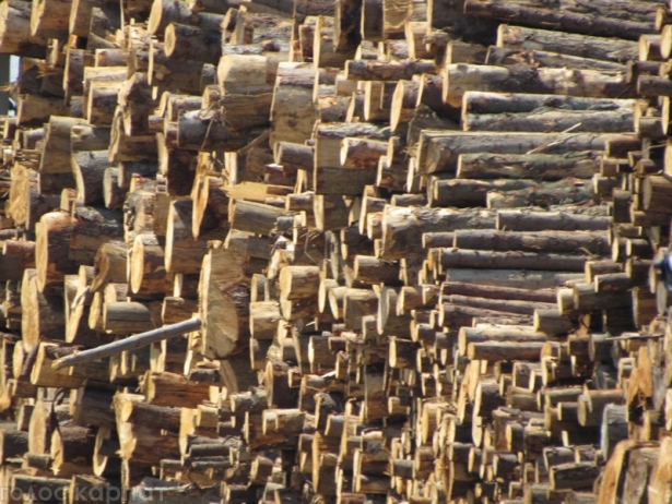 З Мукачева вивозять великі партії деревини - фото 3