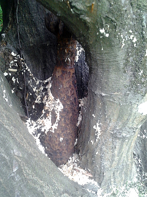 На Закарпатті протитанкова міна часів Другої світової застрягла на дереві (ФОТОФАКТ) - фото 1