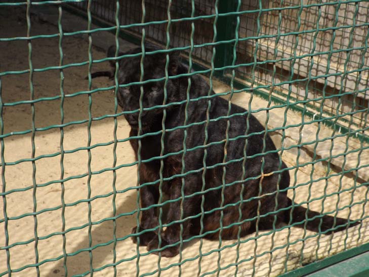 Тваринний світ бердянського зоопарку поповнили тигр, ведмеді та мавпеня - фото 22