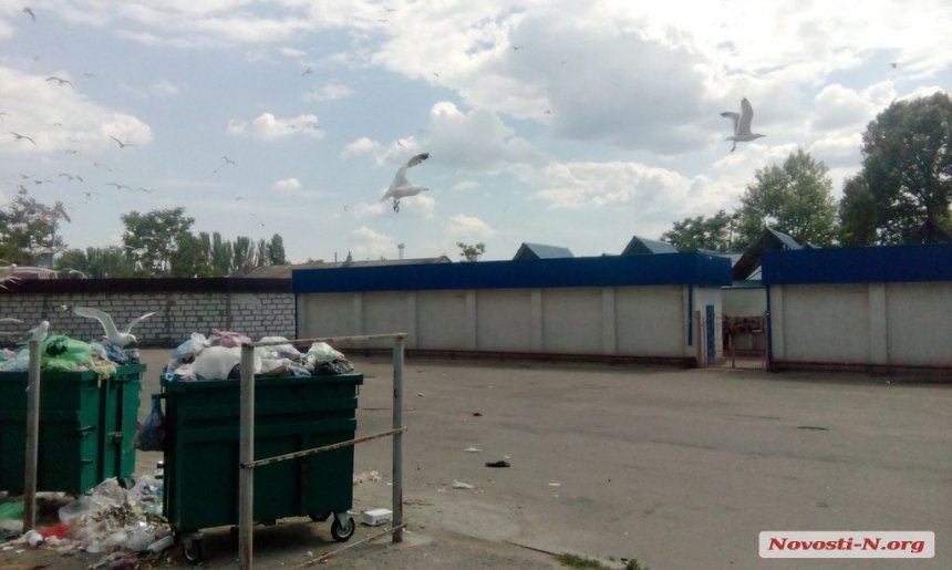 У Миколаєв сміттєві баки атакували чайки