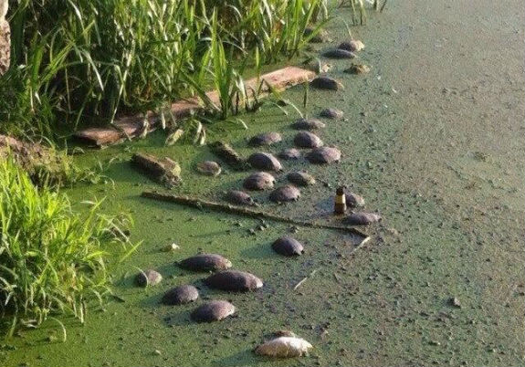 У столичному озері загинули рідкісні черепахи (ФОТО) - фото 1