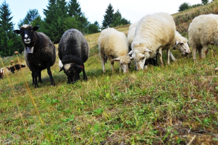 Як живуть вівчарі, що пильнують овець у карпатських горах - фото 4