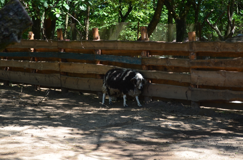 Чому Рівненський зоопарк не відгороджує тварин гратами і решітками - фото 3