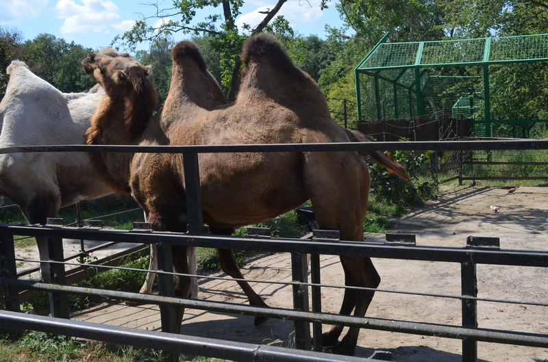 Чому Рівненський зоопарк не відгороджує тварин гратами і решітками - фото 7
