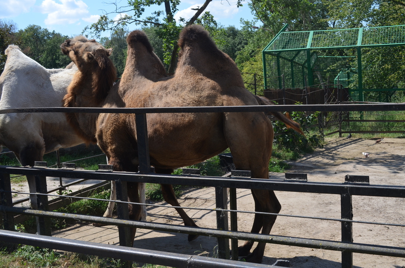 Чому Рівненський зоопарк не відгороджує тварин гратами і решітками - фото 7