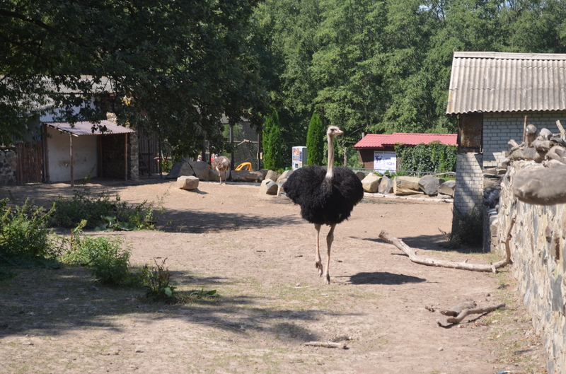 Чому Рівненський зоопарк не відгороджує тварин гратами і решітками - фото 11