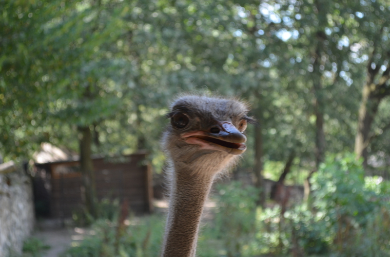 Чому Рівненський зоопарк не відгороджує тварин гратами і решітками - фото 12