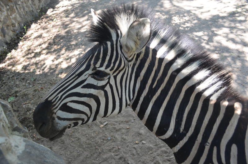 Чому Рівненський зоопарк не відгороджує тварин гратами і решітками - фото 13